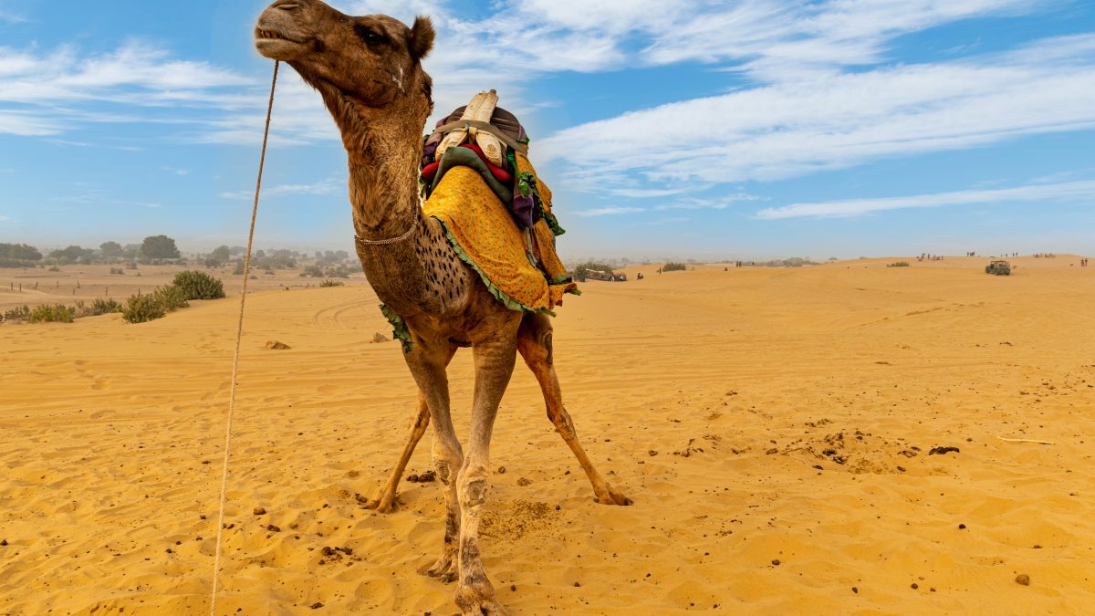 Enjoy Jaisalmer Camel Safari With Us