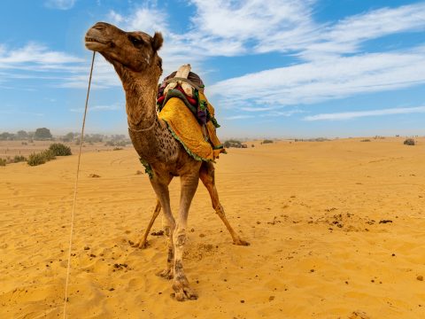 Enjoy Jaisalmer Camel Safari With Us