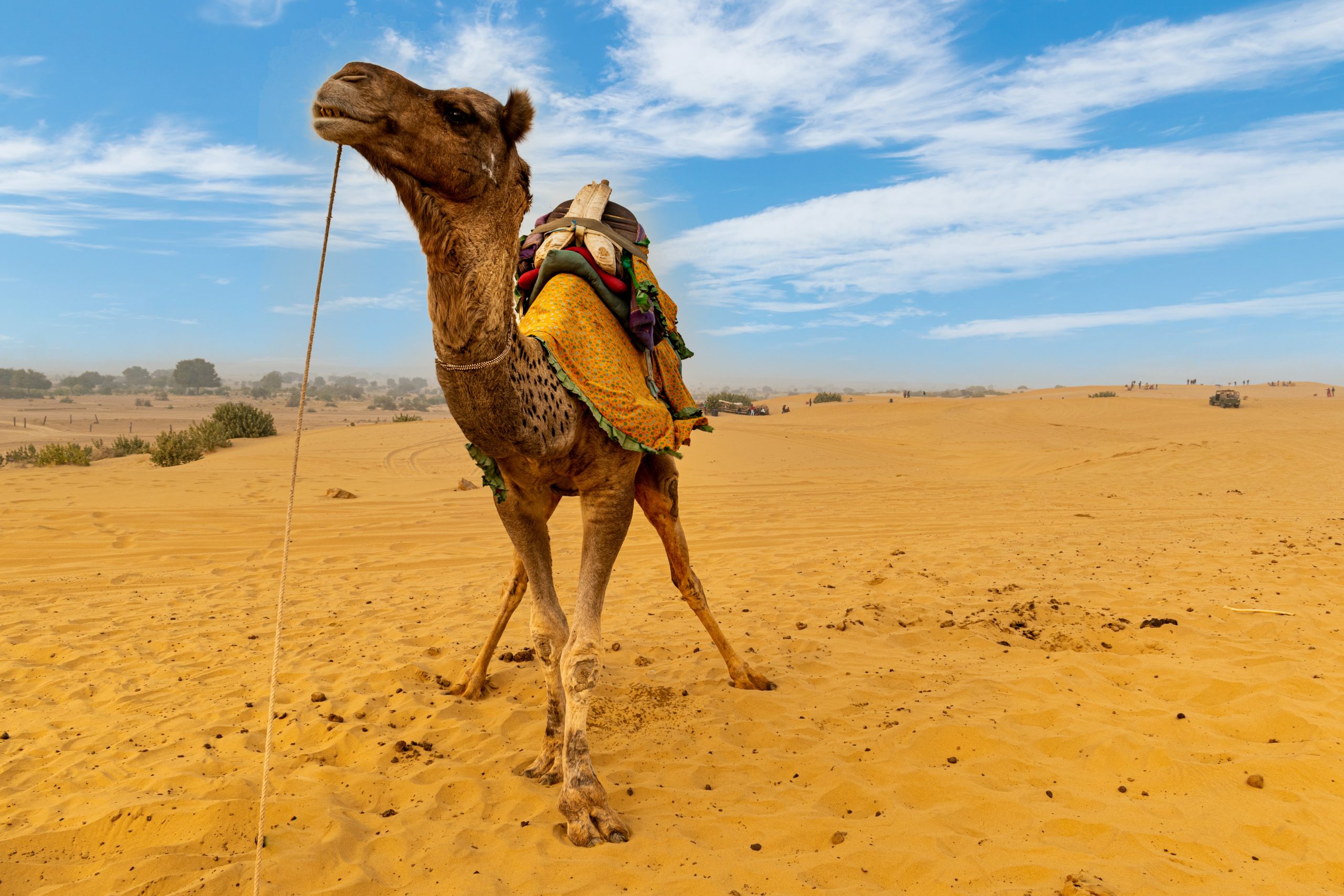 Enjoy Jaisalmer Camel Safari With Us
