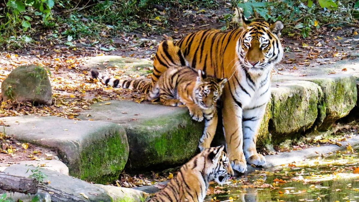 Explore the Untamed Beauty of Rajasthan with Wildlife Tours