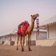 Embark on an Unforgettable Adventure: Jaisalmer Camel Safari Tours