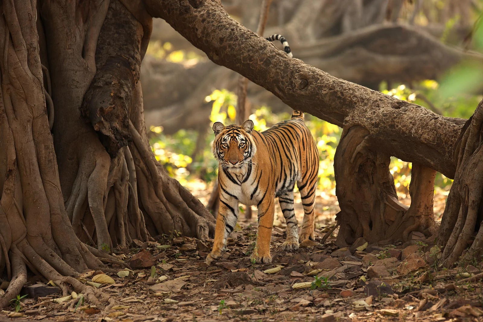 Exploring the Best Jungle Safaris in Rajasthan: A Wildlife Enthusiast’s Paradise
