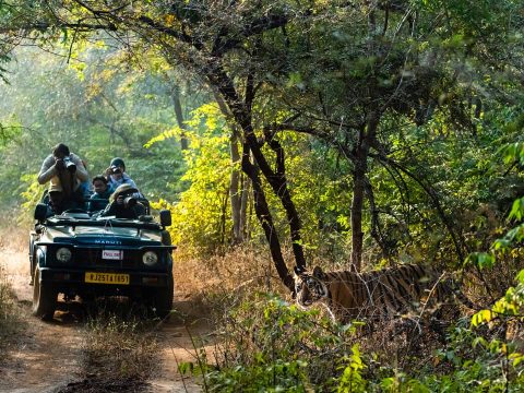 Discover the Wild Beauty of Sawai Madhopur: A Journey into Nature and Heritage