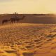 Celebrate Raksha Bandhan with Your Brother in the Heart of Jaisalmer