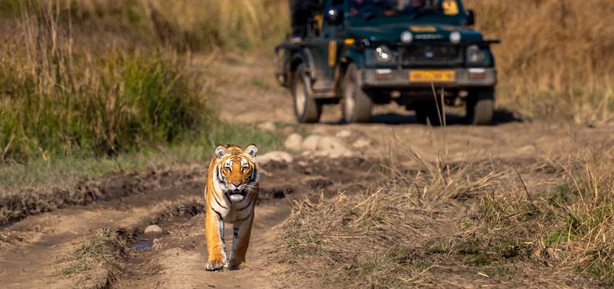 Best Places to Explore in Ranthambore in July: A Monsoon Safari Delight