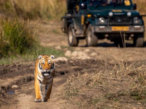 Best Places to Explore in Ranthambore in July: A Monsoon Safari Delight