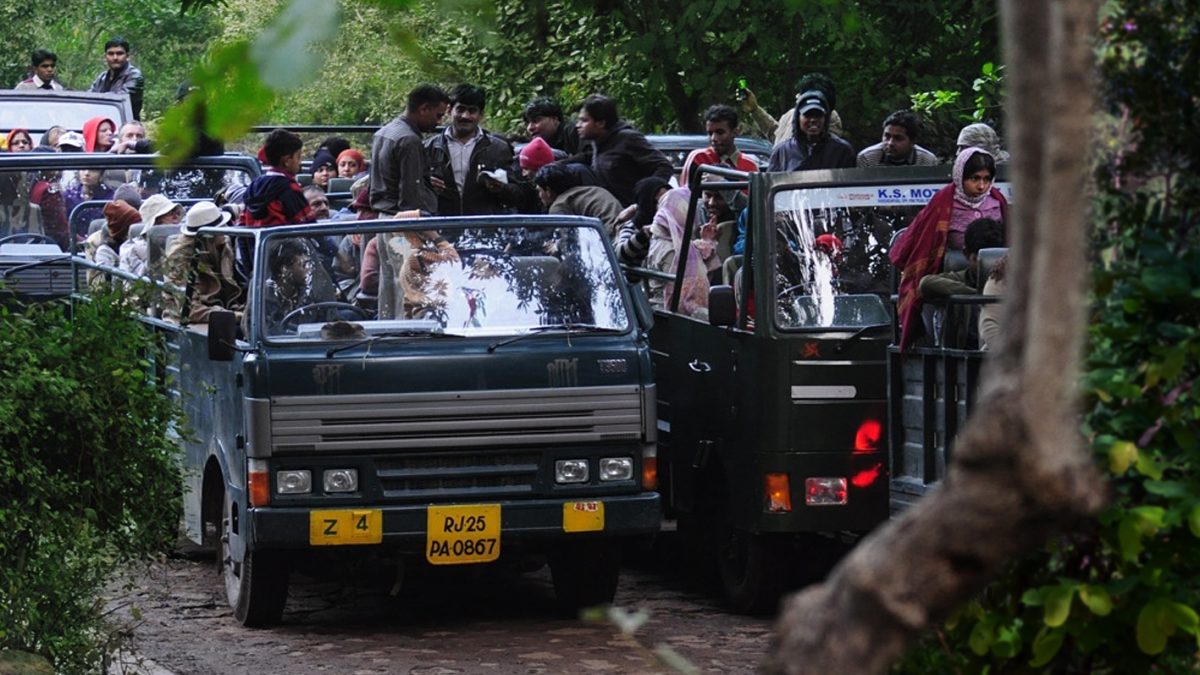 Discover the Wilderness: Explore Ranthambore National Park with the Best Travel Packages