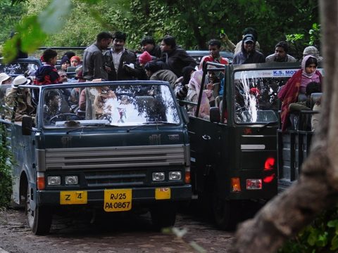 Discover the Wilderness: Explore Ranthambore National Park with the Best Travel Packages