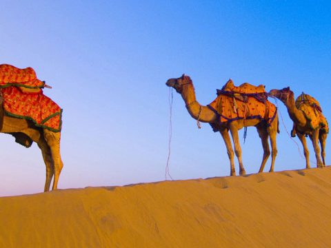 Royal Rajasthan Odyssey: Jaipur Jodhpur Jaisalmer Group Tour 06 Nights / 07 Days