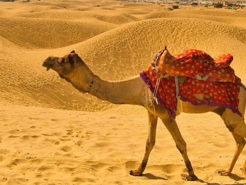 Unveil the Royal Splendor and Natural Beauty with Jaipur Pushkar Udaipur Mount Abu Tour