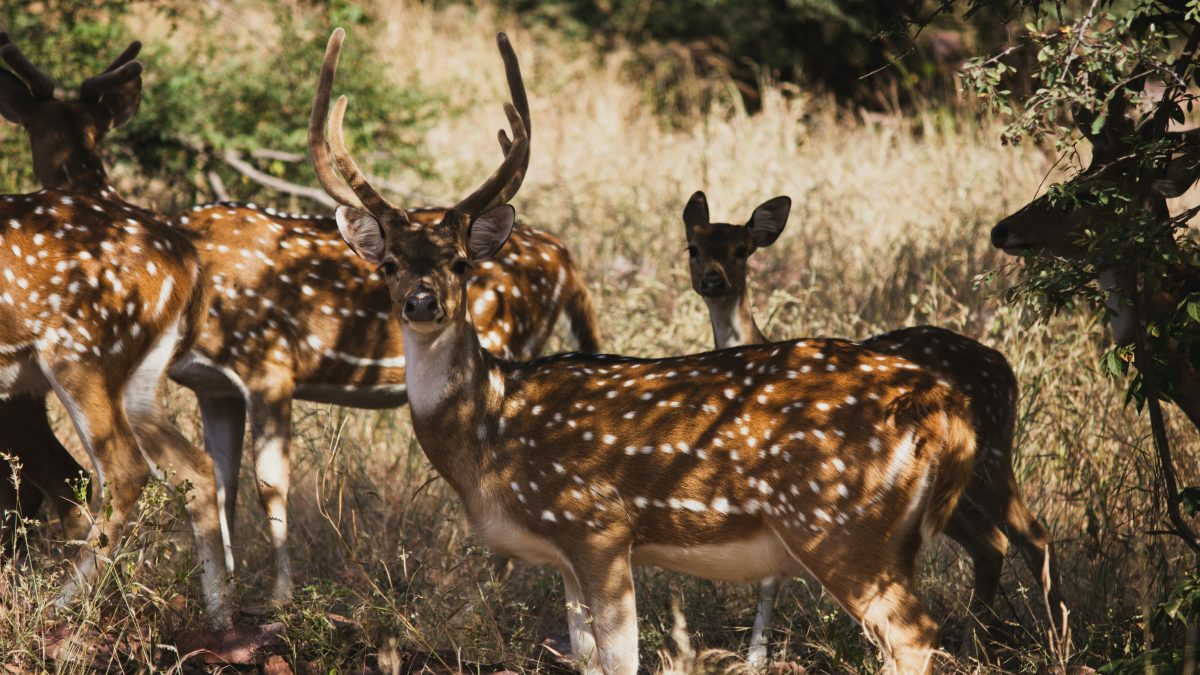 Capture the Jungle Spirit on a Ranthambore Weekend Tour from Jaipur