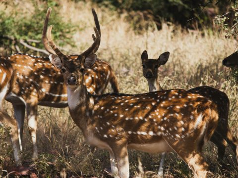 Capture the Jungle Spirit on a Ranthambore Weekend Tour from Jaipur