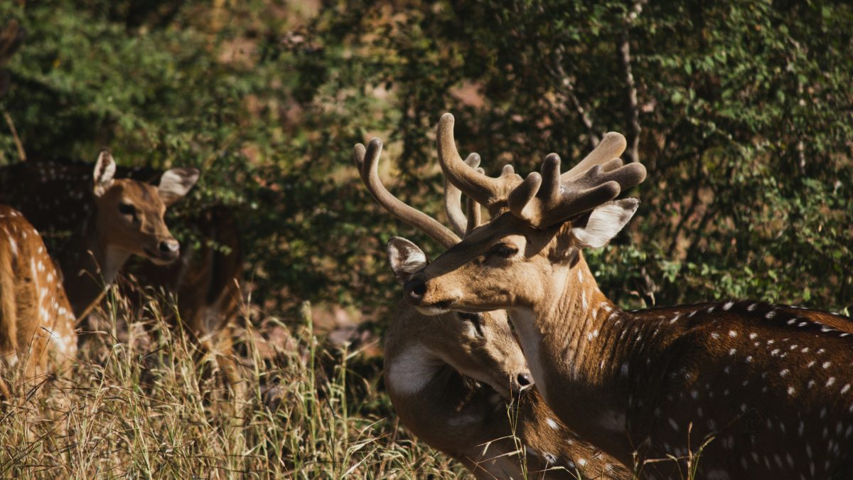 Explore National Parks in Rajasthan for Unforgettable Wildlife Safaris