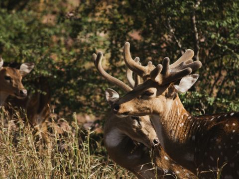 Explore National Parks in Rajasthan for Unforgettable Wildlife Safaris