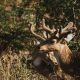 Explore National Parks in Rajasthan for Unforgettable Wildlife Safaris