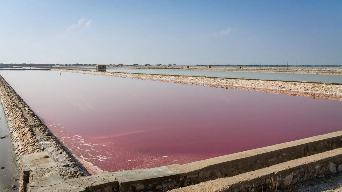Discover the Charm of Sambhar Lake: Rajasthan’s Shimmering Salt Wonder