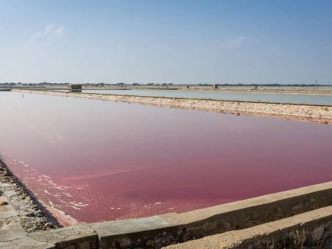 Discover the Charm of Sambhar Lake: Rajasthan’s Shimmering Salt Wonder