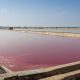 Discover the Charm of Sambhar Lake: Rajasthan’s Shimmering Salt Wonder
