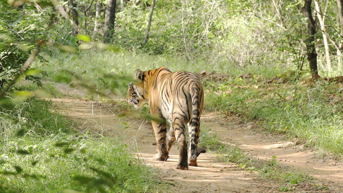Explore Nature’s Majesty with Rajasthan Wildlife Tours in April