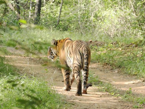 Explore Nature’s Majesty with Rajasthan Wildlife Tours in April