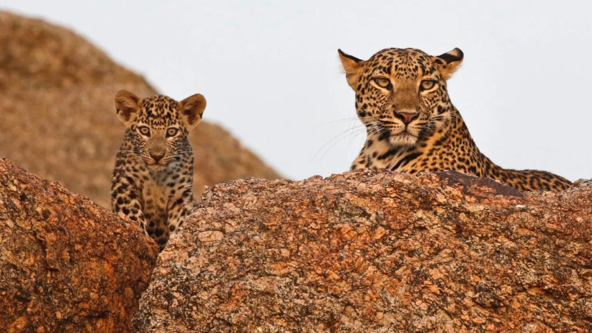 Discover the Wild Charm of Jawai: A Perfect Weekend Getaway from Udaipur