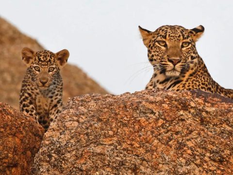 Discover the Wild Charm of Jawai: A Perfect Weekend Getaway from Udaipur