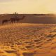 Go Rajasthan – Trusted Rajasthan Based DMC for Memorable Travel Experiences