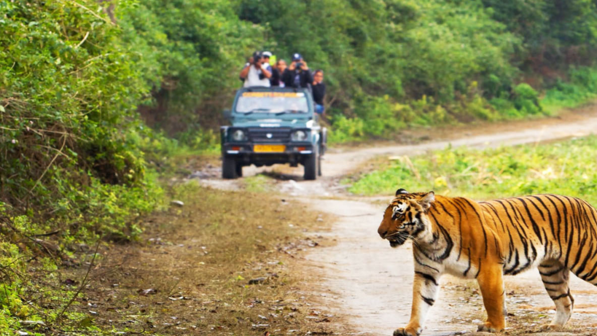 Why is Sariska One of Rajasthan's Best Wildlife Destinations