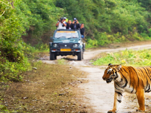 Why is Sariska One of Rajasthan's Best Wildlife Destinations