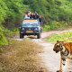 Why is Sariska One of Rajasthan’s Best Wildlife Destinations