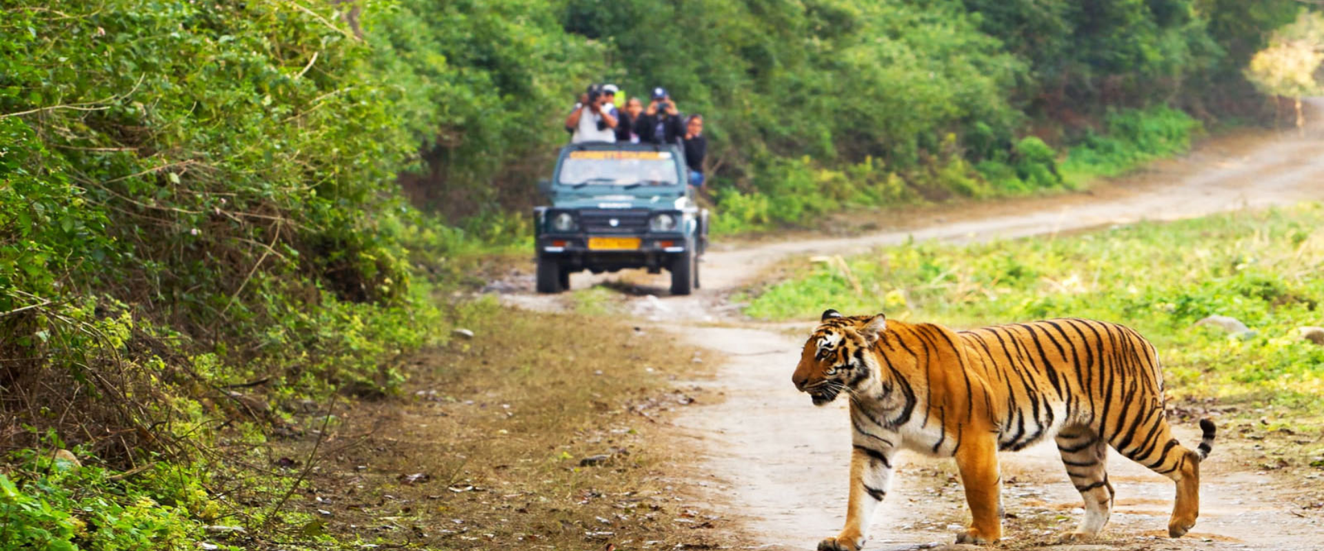 Why is Sariska One of Rajasthan's Best Wildlife Destinations
