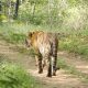 Explore Ranthambore with Leading Destination Management Company
