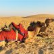 How to Plan the Perfect Rajasthan Group Trip without the Stress