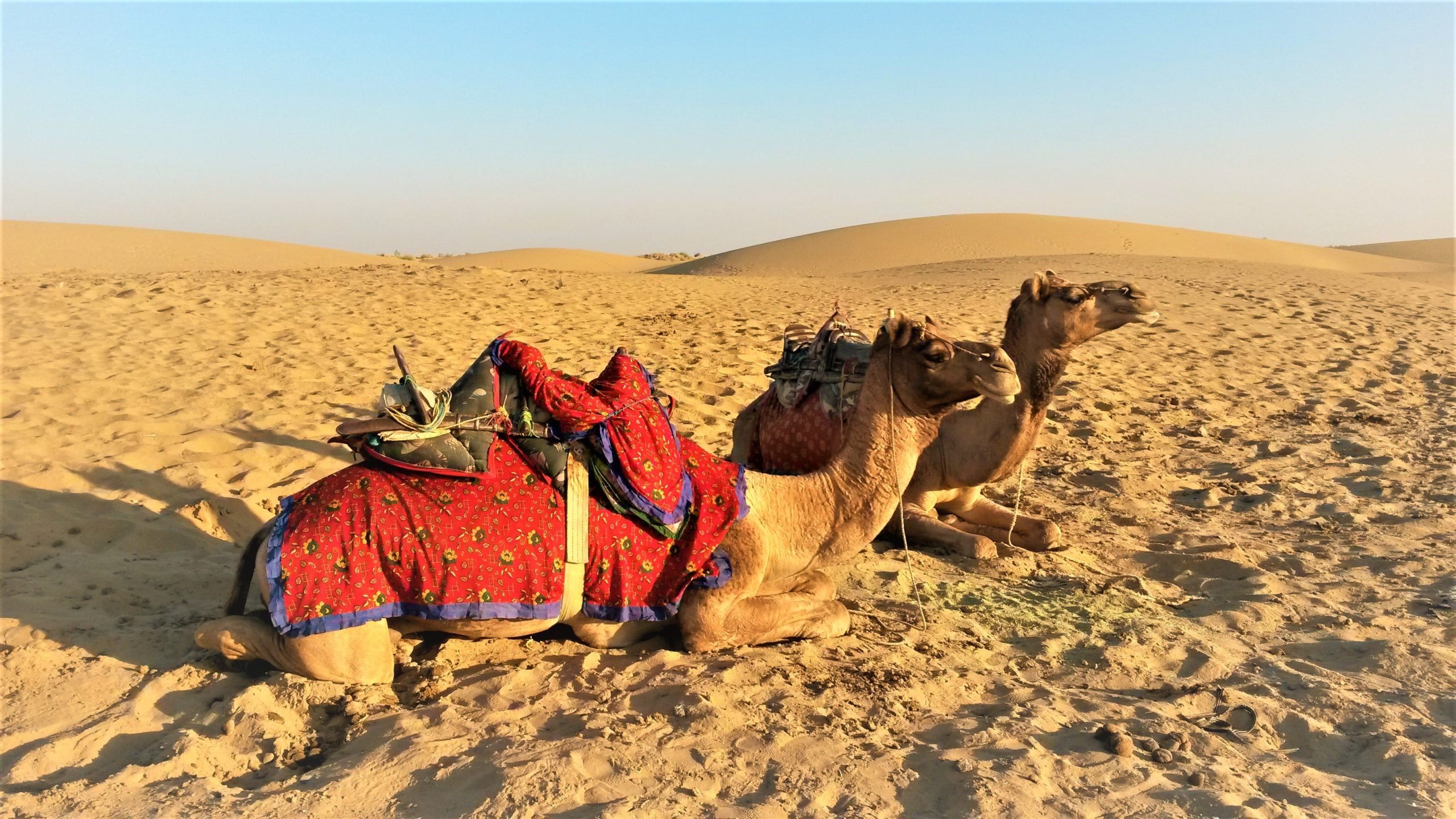 How to Plan the Perfect Rajasthan Group Trip without the Stress