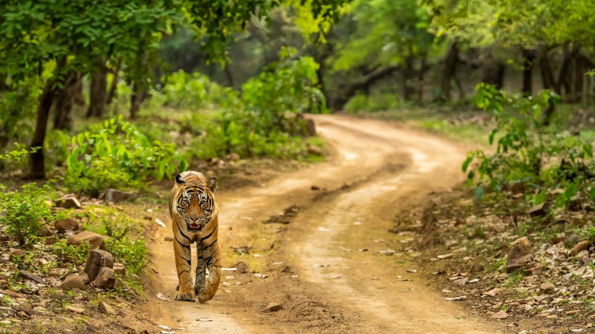 Why Choose a Ranthambore DMC for Hassle-Free Wildlife Holidays