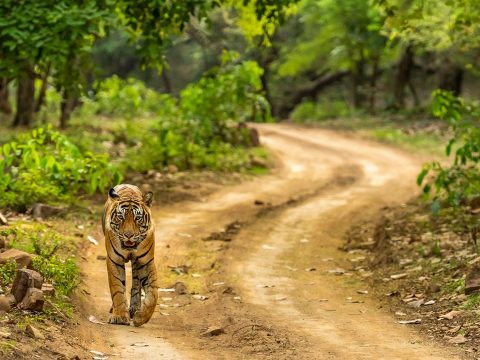 Why Choose a Ranthambore DMC for Hassle-Free Wildlife Holidays