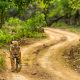 Why Choose a Ranthambore DMC for Hassle-Free Wildlife Holidays