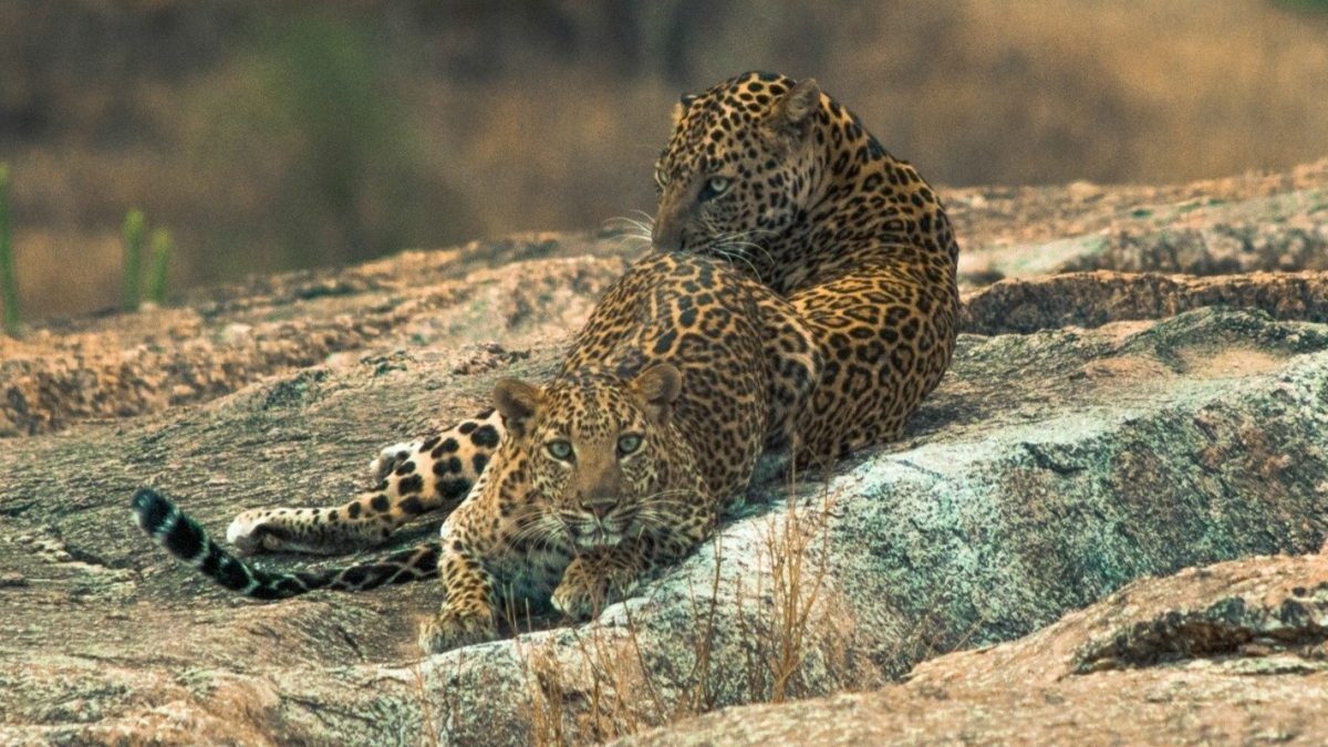 Experience Rajasthan's Wild Side with the Best Jawai Luxury Stays Collection