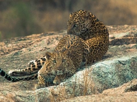 Experience Rajasthan's Wild Side with the Best Jawai Luxury Stays Collection