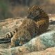 Experience Rajasthan’s Wild Side with the Best Jawai Luxury Stays Collection