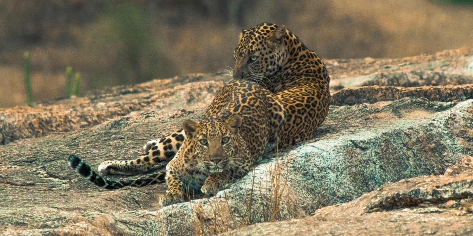 Experience Rajasthan's Wild Side with the Best Jawai Luxury Stays Collection