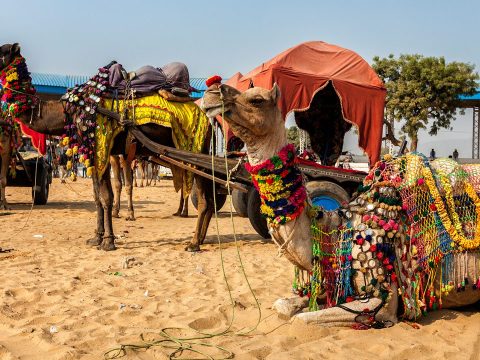 Pushkar Camel Fair: Plan an Unforgettable Journey with Pushkar Tour Packages
