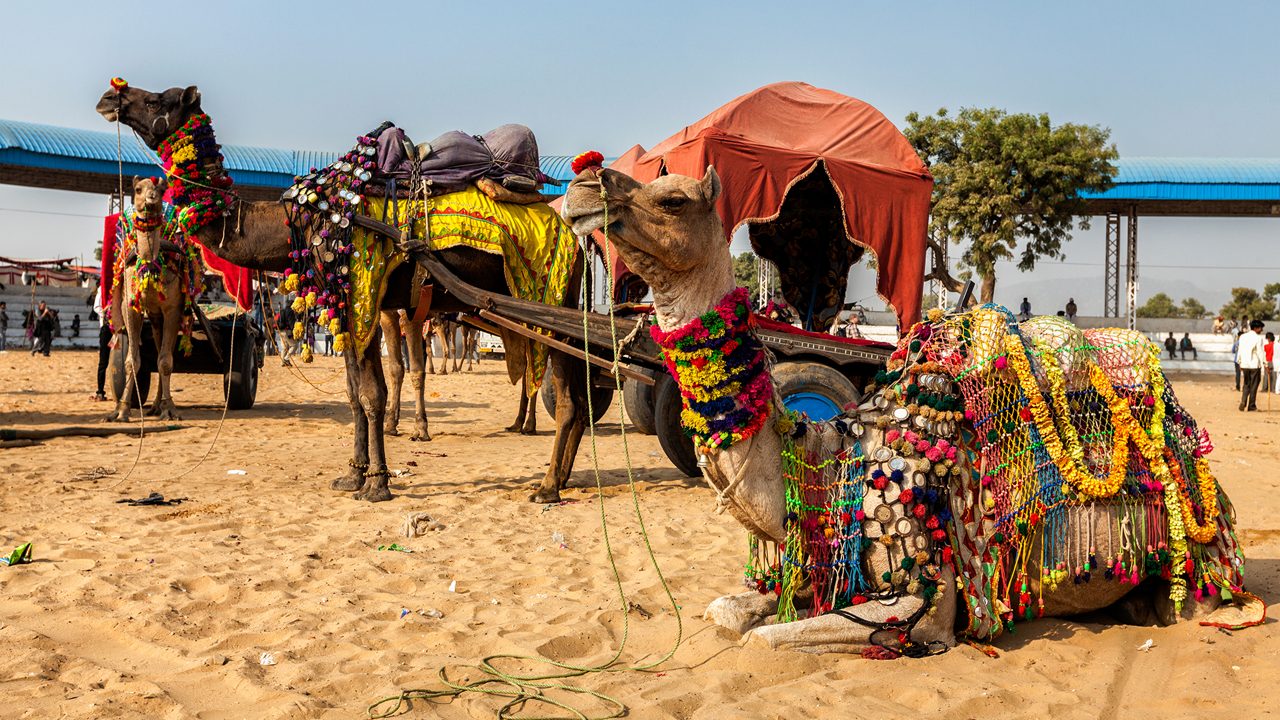 Pushkar Camel Fair: Plan an Unforgettable Journey with Pushkar Tour Packages