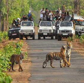 ranthambore