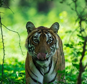 Jaipur Ranthambore Tour Package